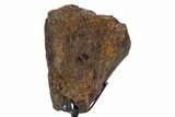 Fossil Hadrosaur Limb Bone Section w/ Metal Stand - South Dakota #340090-1